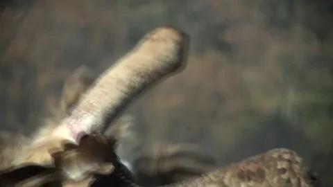 Vulture eats carrion 02 Stock Footage 163190583