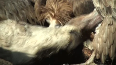 Vulture eats carrion 03 Stock Footage 163190594