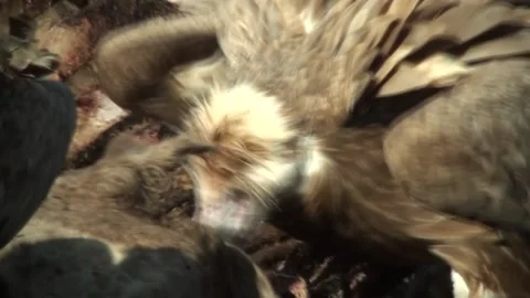 Vulture eats carrion 04 Stock Footage 163190592