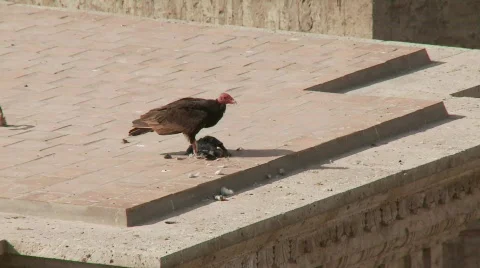 Vulture eats Dove Stock Footage 673560