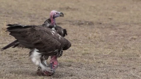Vulture Eats On Skull Video stock 71017838