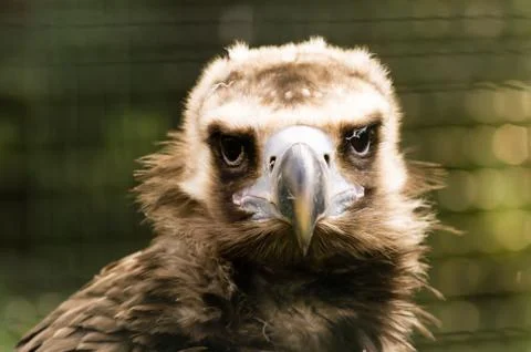 Vulture face Stock Photos