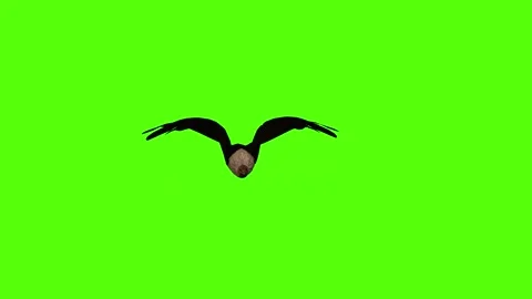 Vulture Fast Flight Green Screen Animation 4K Rendering Video stock 295556957