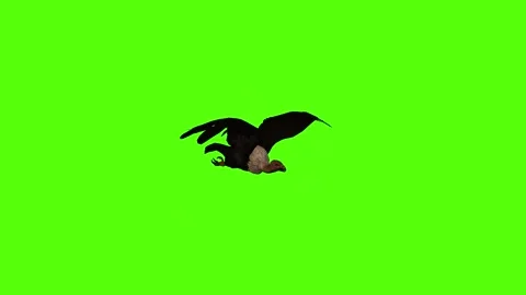 Vulture Fast Flight Green Screen Animation 4K Rendering Stock Footage 295556961