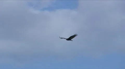 Vulture flight 1 Stock Footage 7733027