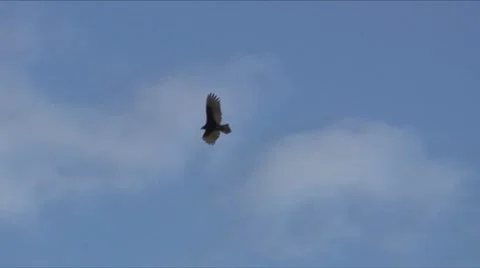 Vulture flight 3 Stock Footage 7733911
