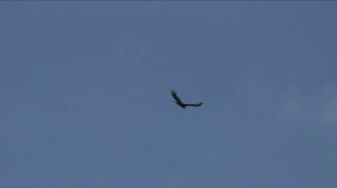 Vulture flight 5 Video stock 7734026