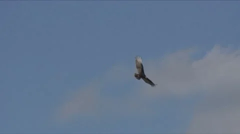 Vulture flight 6 Stock Footage 7734055
