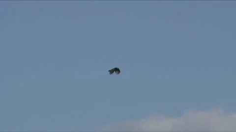 Vulture flight 7 Video stock 7734156