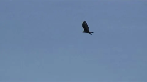 Vulture flight 8 스톡 동영상 7747952