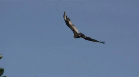 Vulture flight 9 Video stock 7747959