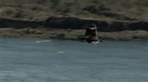Vulture Flight Stock Footage 36087031