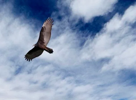 Vulture in flight Foto stock