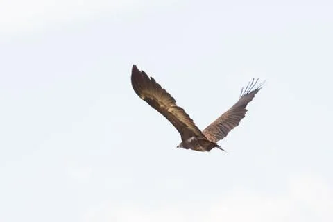 Vulture in flight Stock Photos