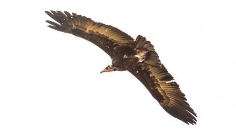Vulture in flight Fotos de archivo