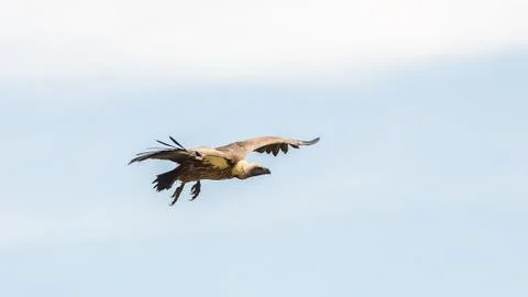 Vulture in flight Stock Photos