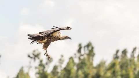 Vulture in flight 스톡 사진