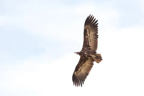 Vulture in flight Stock Photos