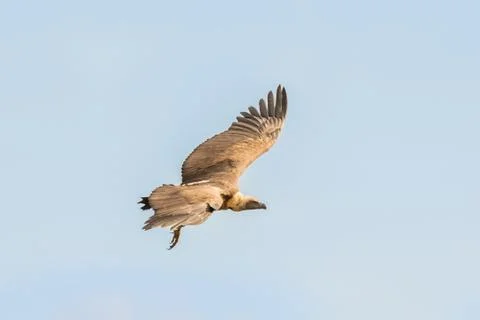 Vulture in flight 스톡 사진