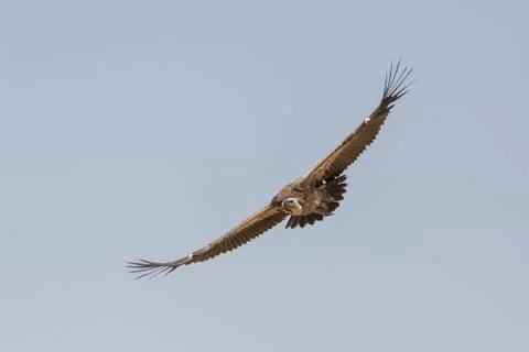Vulture in flight Фото