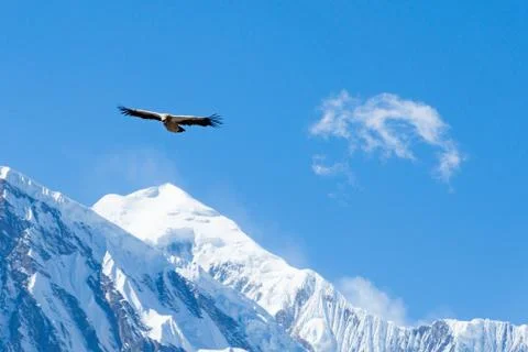 Vulture in flight Stock Photos