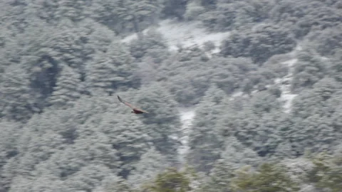 Vulture flight in winter Stock Footage 103055039