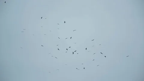 Vulture flock dance Stock-Footage 83664588