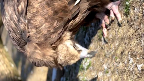 The vulture fluffed its feathers in the winter zoo in the city of Penza, Russia Stock Footage 256034526