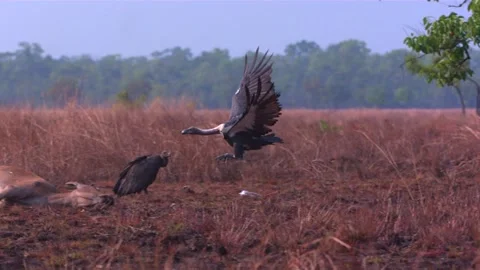 Vulture flying and attacking another vulture over carcass Stock Footage 130966104
