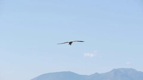 Vulture flying between blue sky Stock Footage 72901189