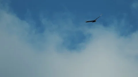 Vulture Flying in the Blue Cloudy Sky - slow motion Stock Footage 87672598