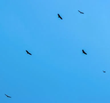 Vulture flying in a circle Stock Photos