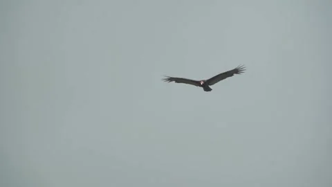 Vulture flying Video stock 312814394