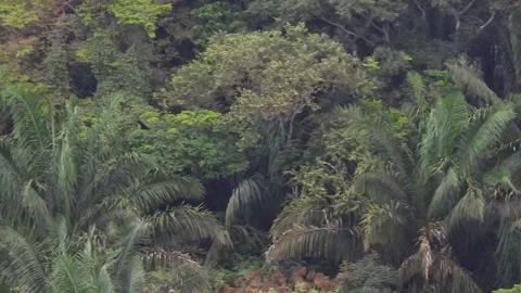 Vulture Flying Full Frame Across Dense Jungle Background Mexico Stock Footage 325683573