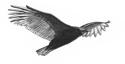 Vulture flying Stock Illustration