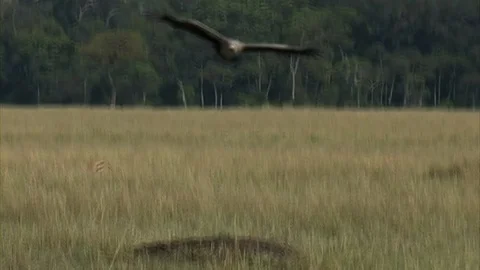 Vulture flying in on kill Stock Footage 129878810