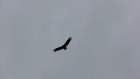 Vulture Flying | Makes a circle - 04 Stock Footage 127406022