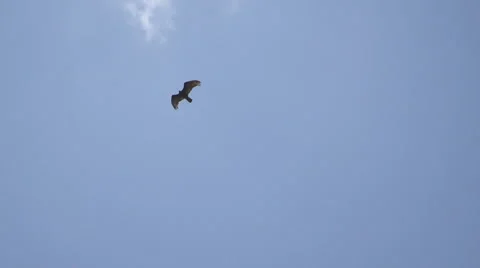 Vulture Flying Over Camera Stock Footage 47779529