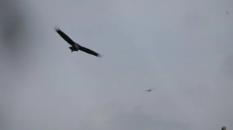 Vulture flying over Guatemala Dump Stock Footage 61158067