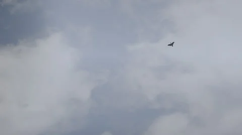 Vulture Flying Overhead Background Stock Footage 33892265