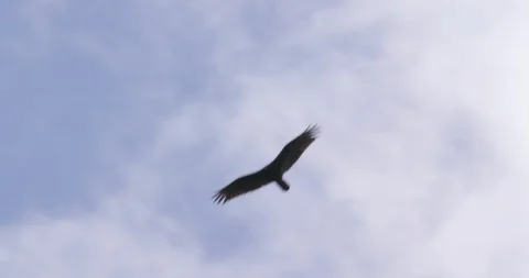 Vulture flying overhead Video stock 93679486