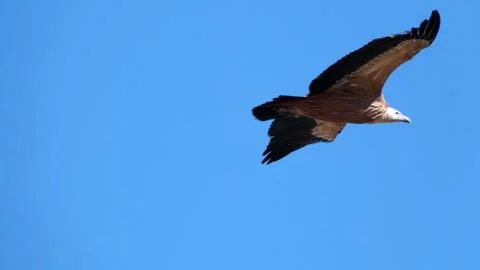 Vulture flying Stock Photos