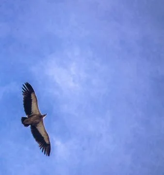Vulture flying Stock Photos