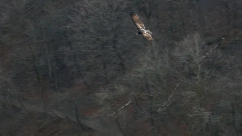 Vulture Flying in Sky Next to Cliff and River Looking for Next Meal Stock Footage 73935962