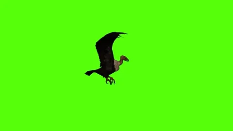 Vulture Flying Static Green Screen Animation 4K Rendering Stock Footage 295556991