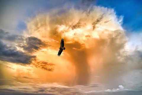 Vulture flying at sunset over golden clouds Stock Photos