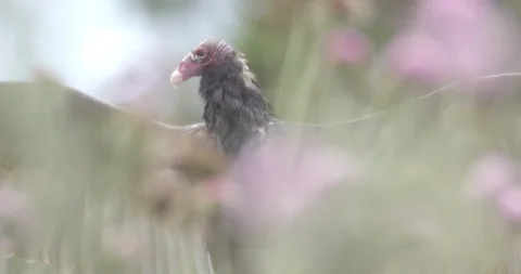 Vulture flys off Stock Footage 93660024