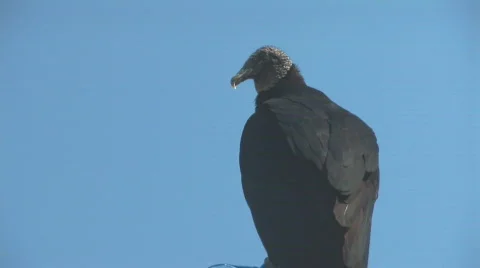 Vulture Video stock 398266