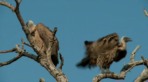 Vulture Stock Footage 637100