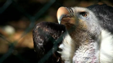 Vulture Stock Footage